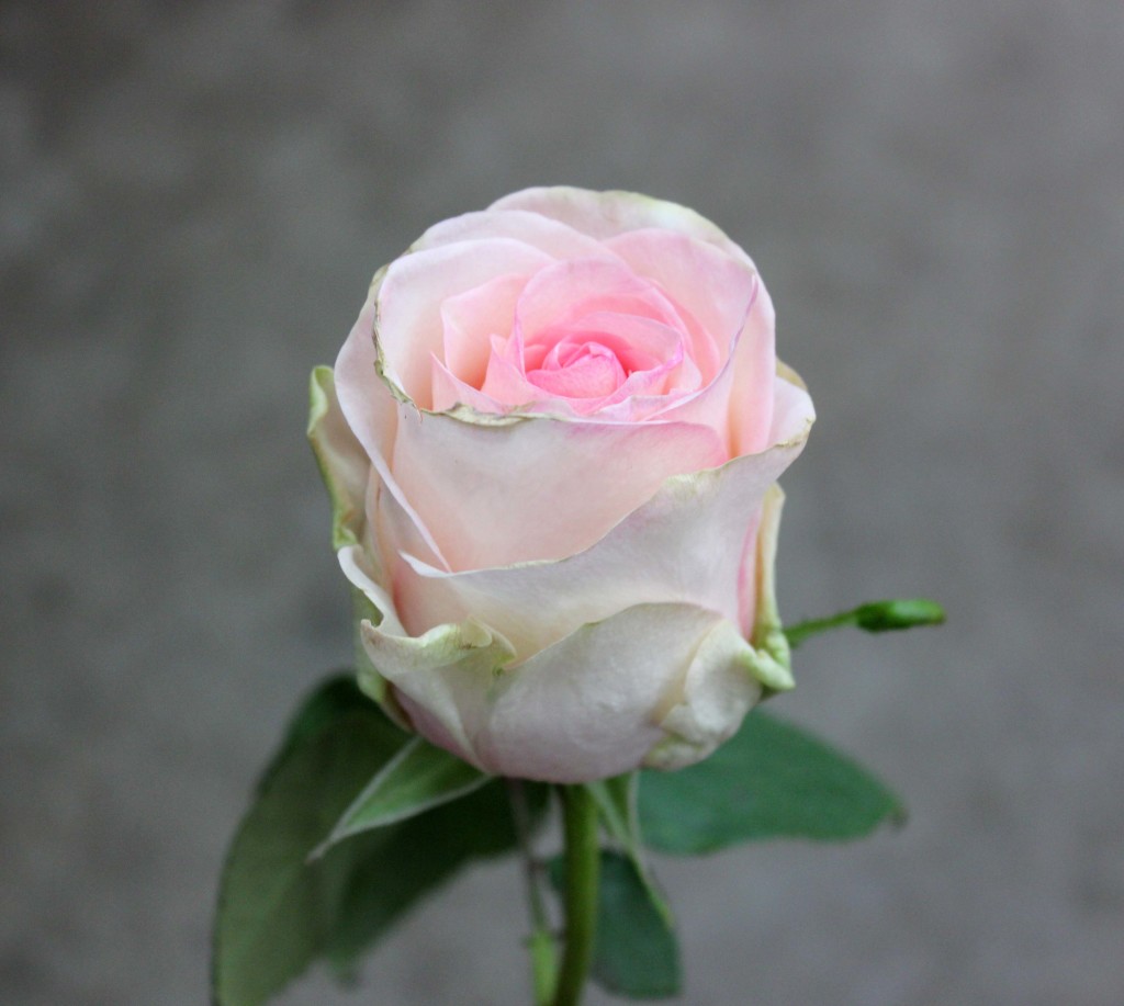 Senorita - Side - Photo Credit Allison Linder