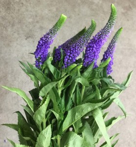 Veronica - Blue - Photo Credit Allison Linder