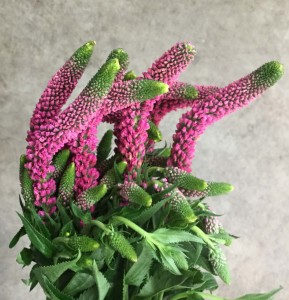 Veronica - Hot Pink - Photo Credit Allison Linder