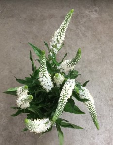 Veronica - White Aerial - Photo Credit Allison Linder