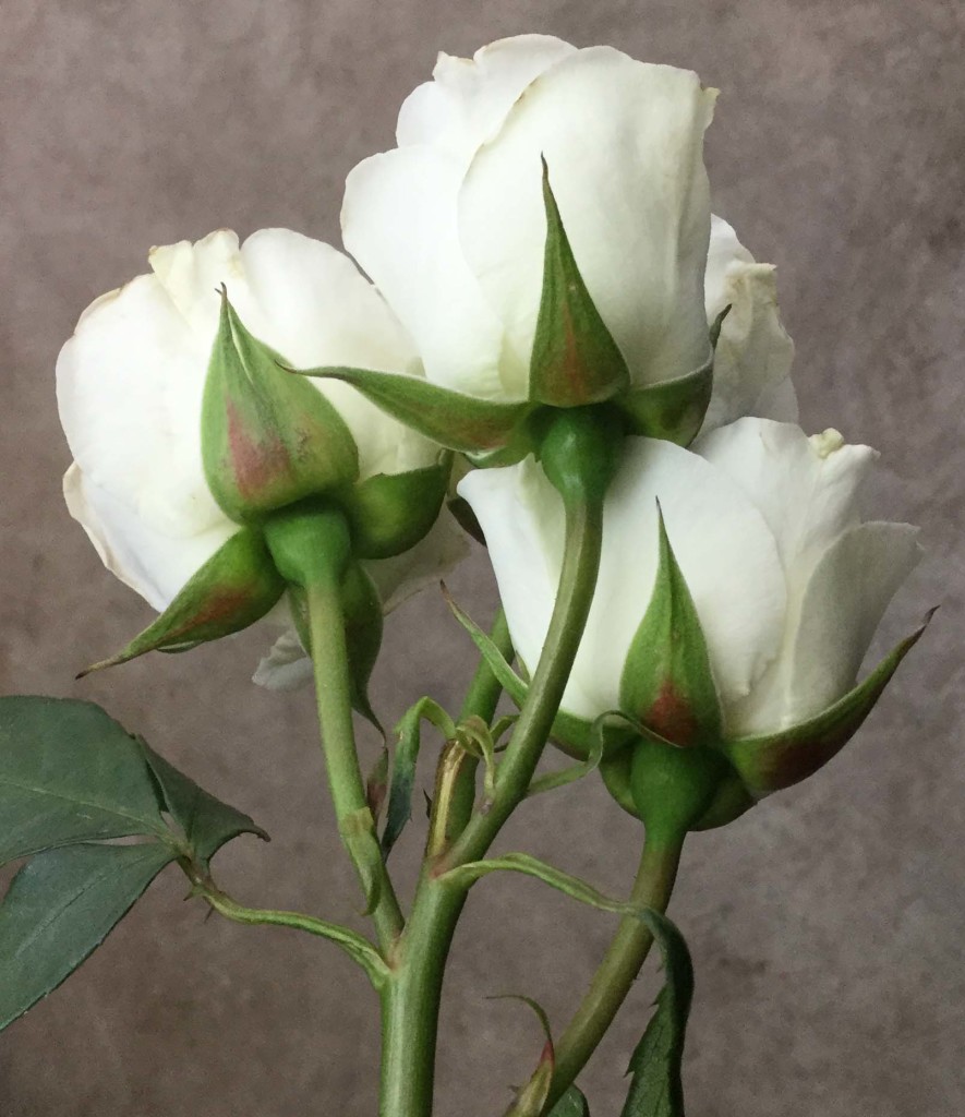 Viviane - Detail - Photo Credit Allison Linder