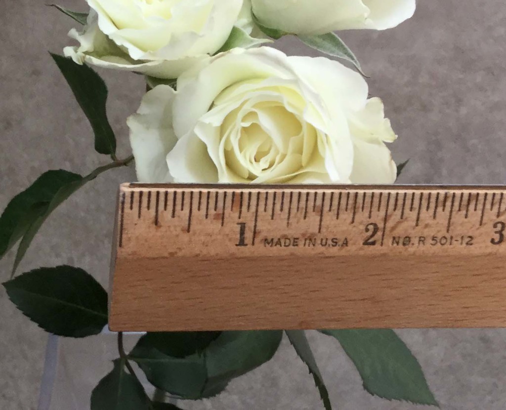 Viviane - Measured - Photo Credit Allison Linder
