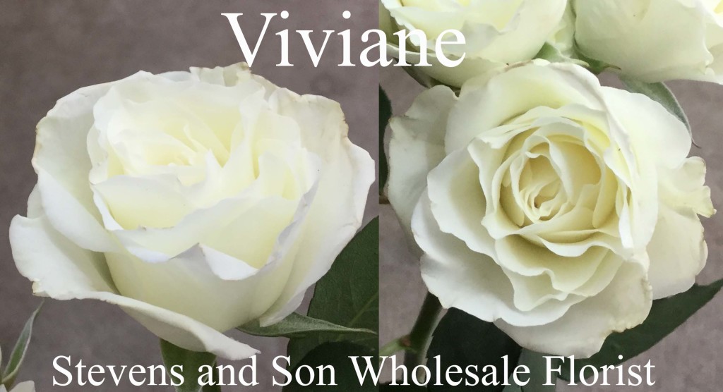 Viviane - Photo Credit Allison Linder