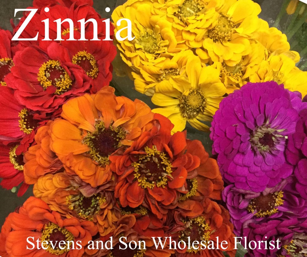 Zinnia - Photo Credit Allison Linder