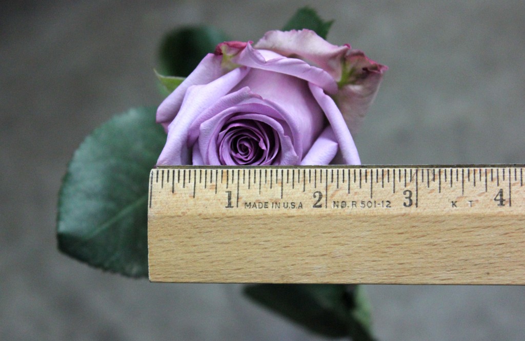 Avante Garde - Measured - Photo Credit Allison Linder
