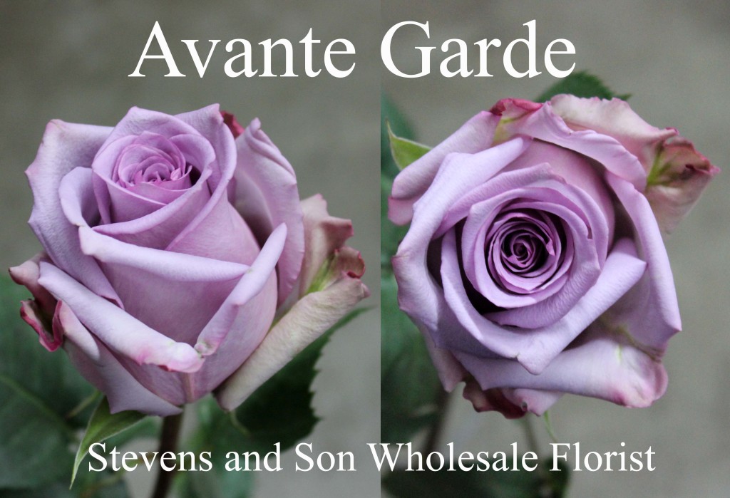 Avante Garde - Photo Credit Allison Linder