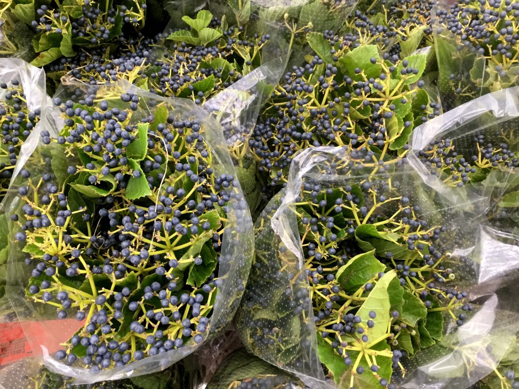 Blueberry Viburnum - Aerial - Photo Credit Allison Linder