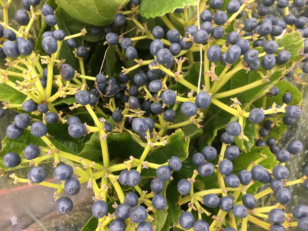 Blueberry Viburnum - Detail - Photo Credit Allison Linder