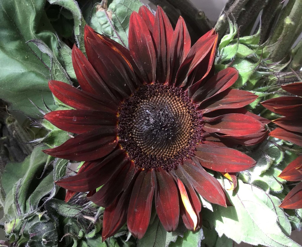 Chocolate Sunflower - Photo Credit Allison Linder