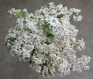 Cottage Yarrow - White - Photo Credit Allison Linder