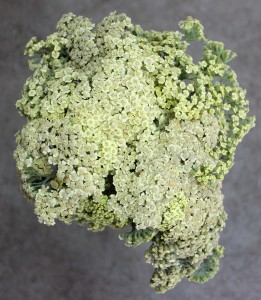 Cottage Yarrow - Yellow - Photo Credit Allison Linder