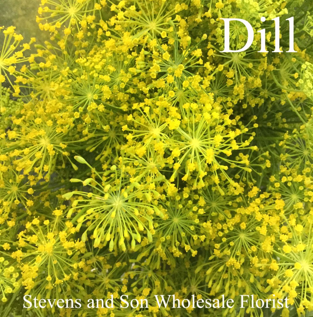 Dill - Photo Credit Allison Linder