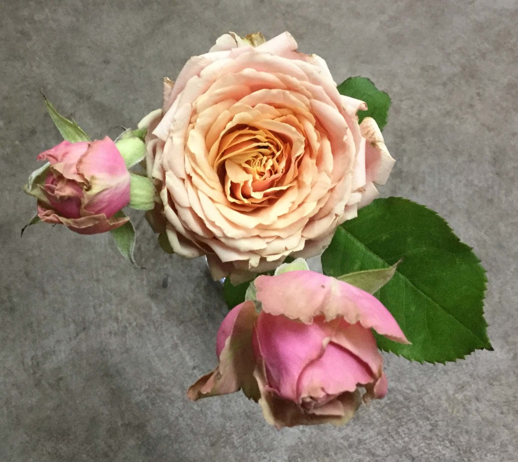 Eden Romantica Stevens and Son Wholesale Florist