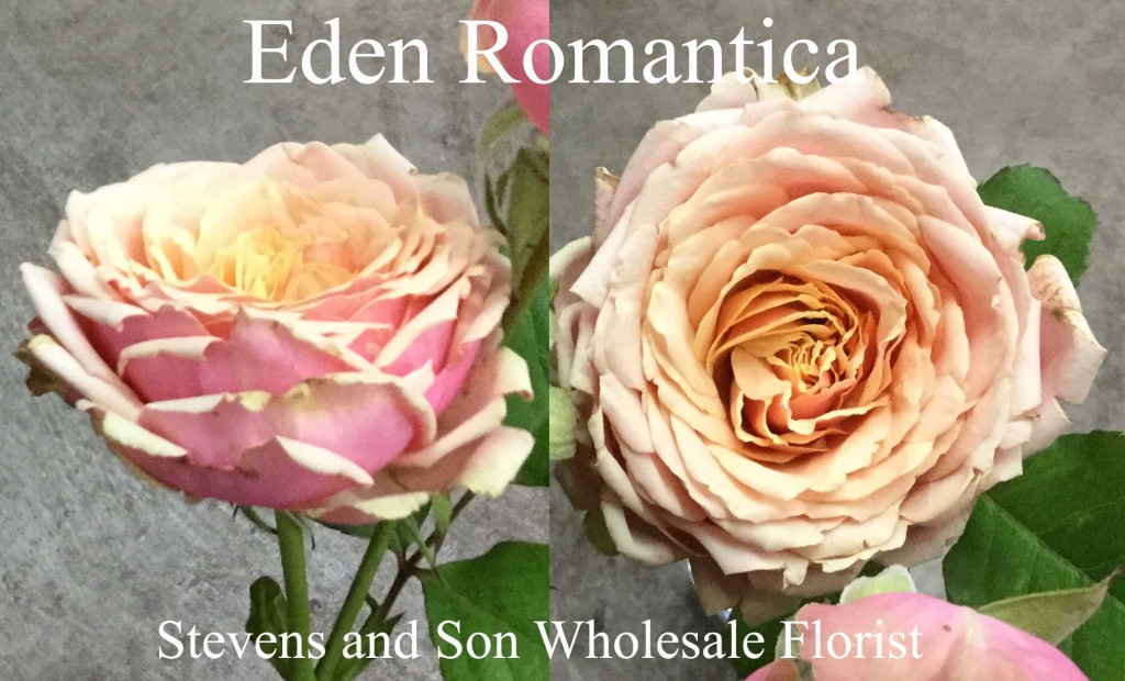 Eden Romantica - Photo Credit Allison Linder
