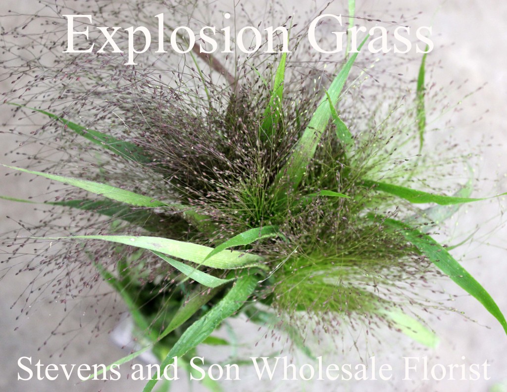 Explosion Grass - Photo Credit Allison Linder
