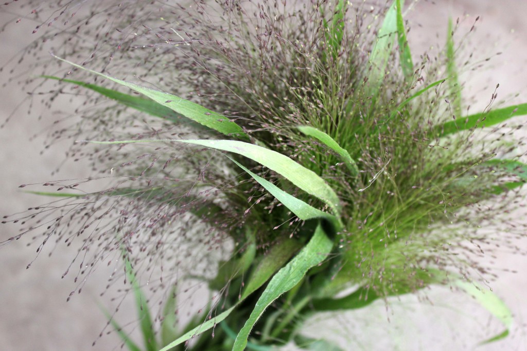 Explosion Grass Stevens and Son Wholesale Florist