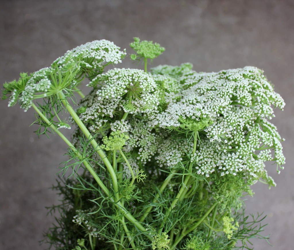 Green Mist - Side - Photo Credit Allison Linder