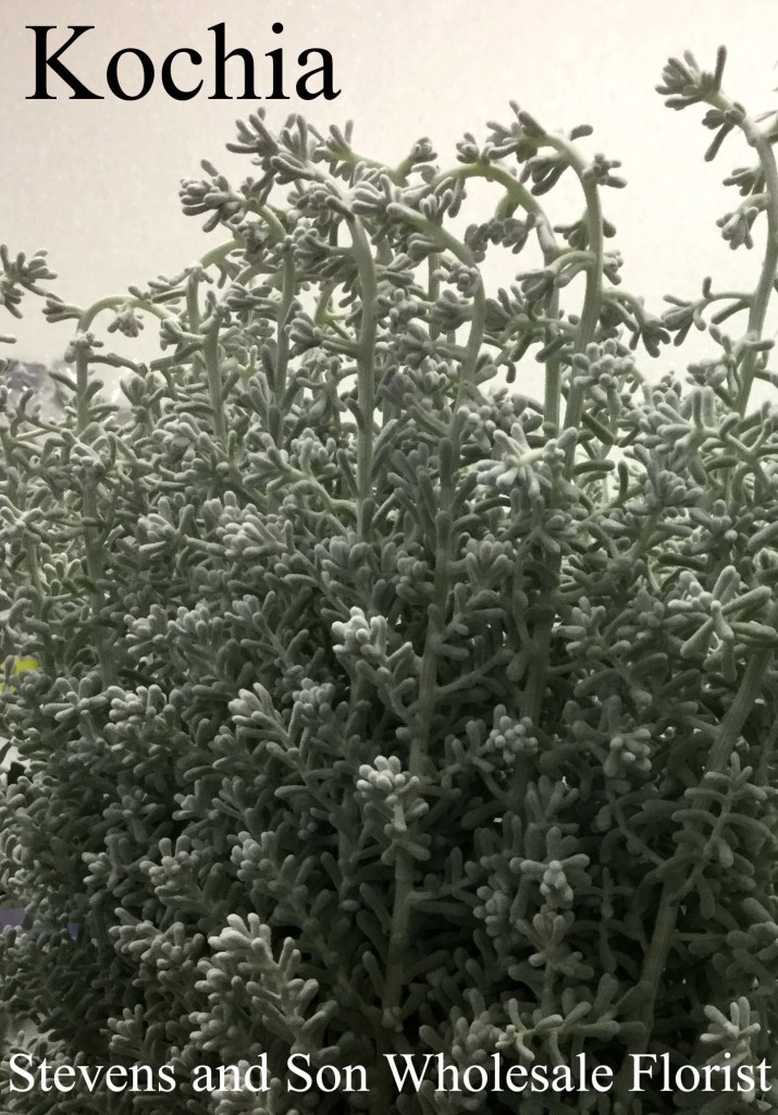 Kochia - Photo Credit Allison Linder Copy