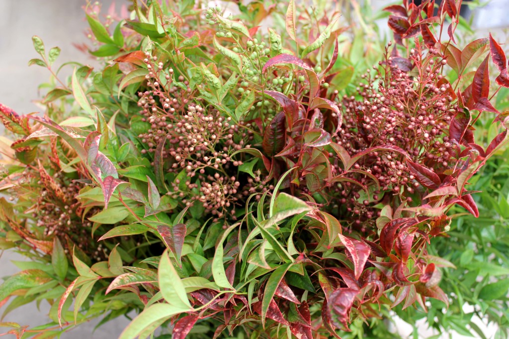 Nandina - Aerial - Photo Credit Allison Linder