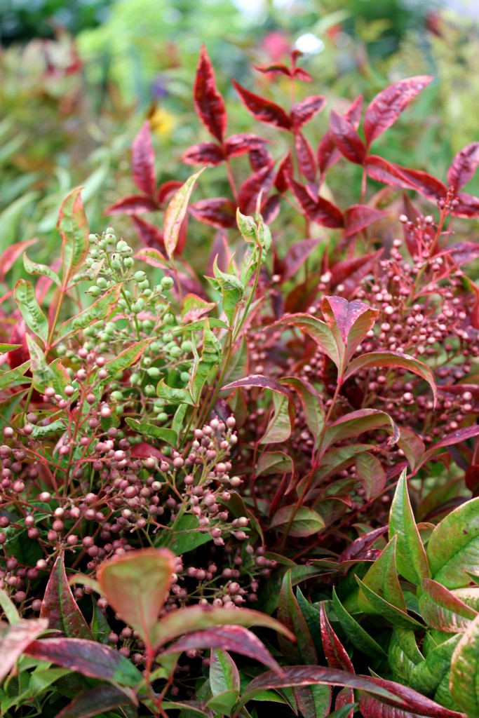 Nandina - Detail 1 - Photo Credit Allison Linder