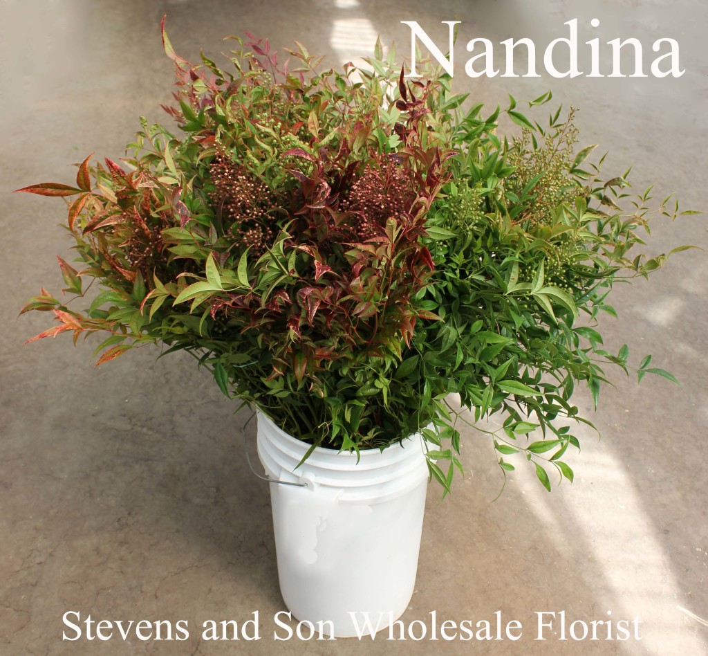 Nandina - Photo Credit Allison Linder