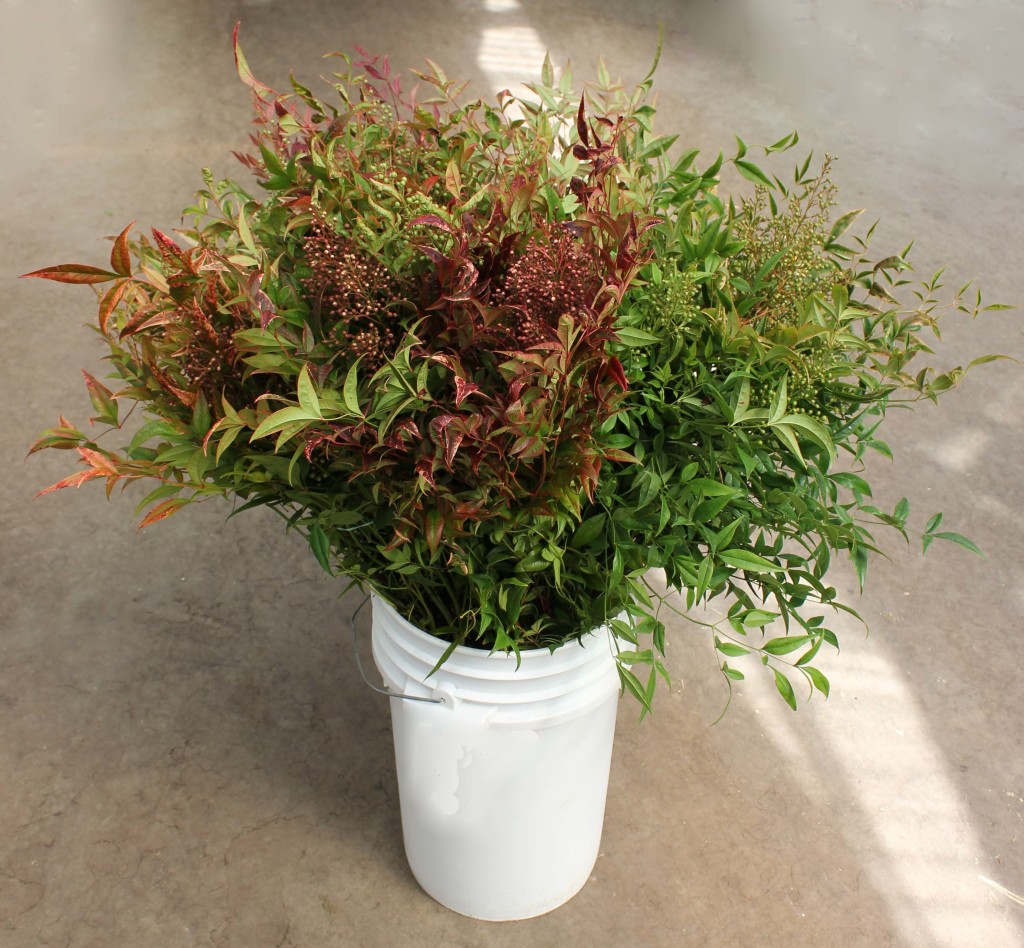 Nandina - Side - Photo Credit Allison Linder