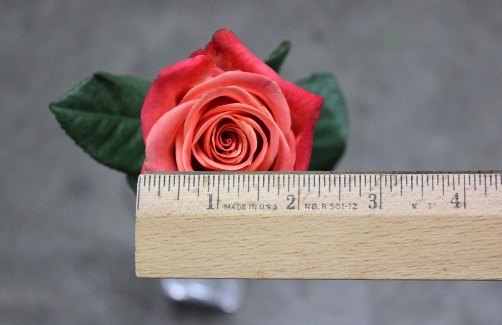 Orange Crush - Measured - Photo Credit Allison Linder