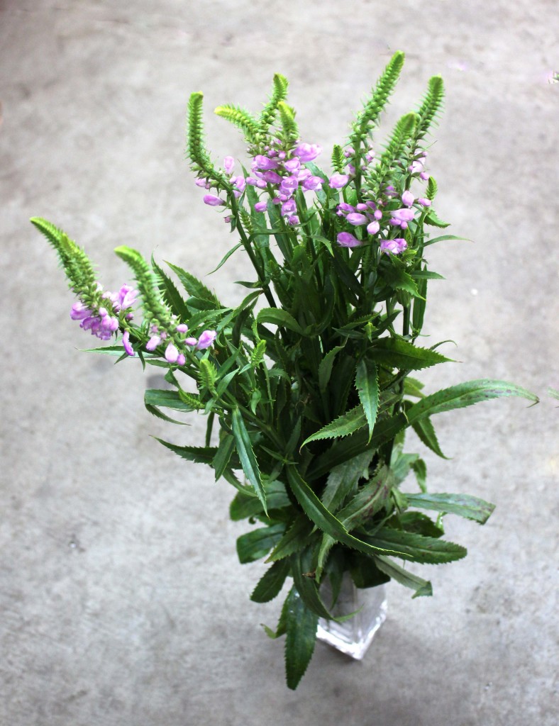 Physostegia - Mood Flower Aerial - Photo Credit Allison Linder