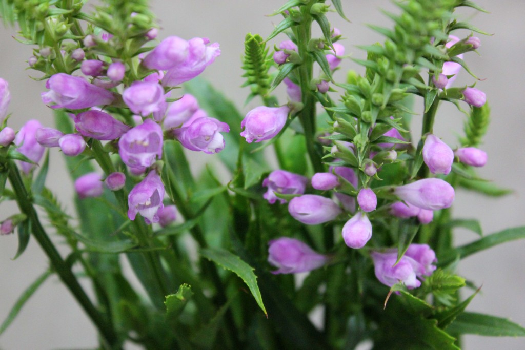 Physostegia - Mood Flower Detail 2 - Photo Credit Allison Linder