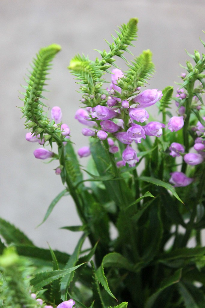 Physostegia - Mood Flower Detail - Photo Credit Allison Linder