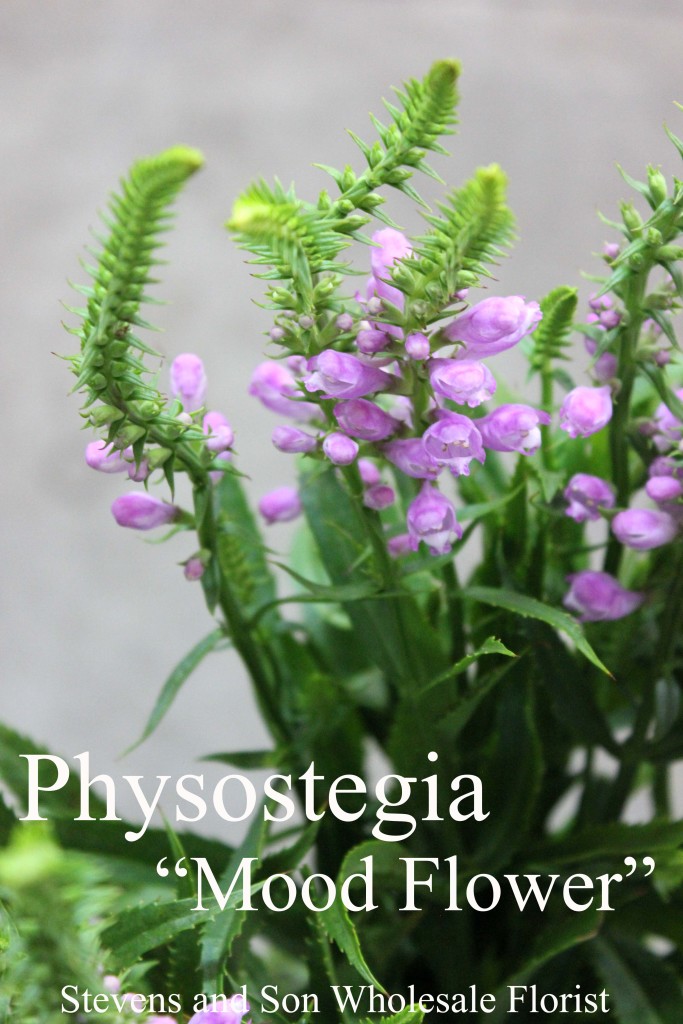 Physostegia - Mood Flower - Photo Credit Allison Linder
