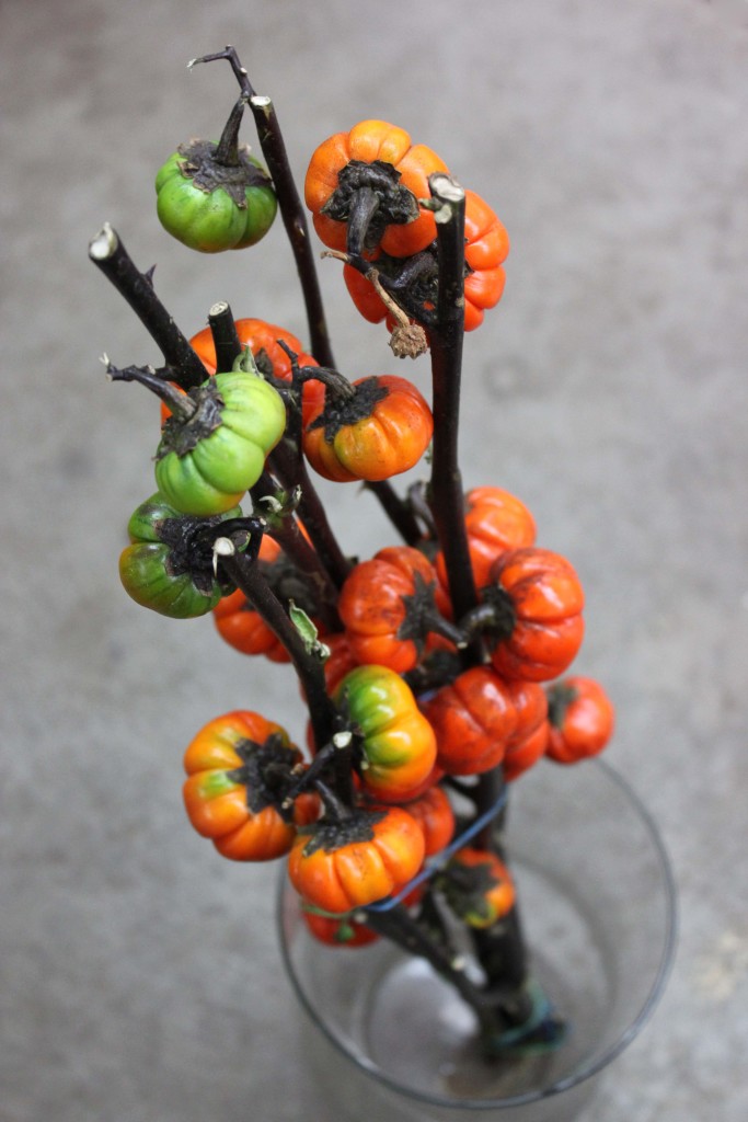 Pumpkin Tree - Aerial - Photo Credit Allison Linder