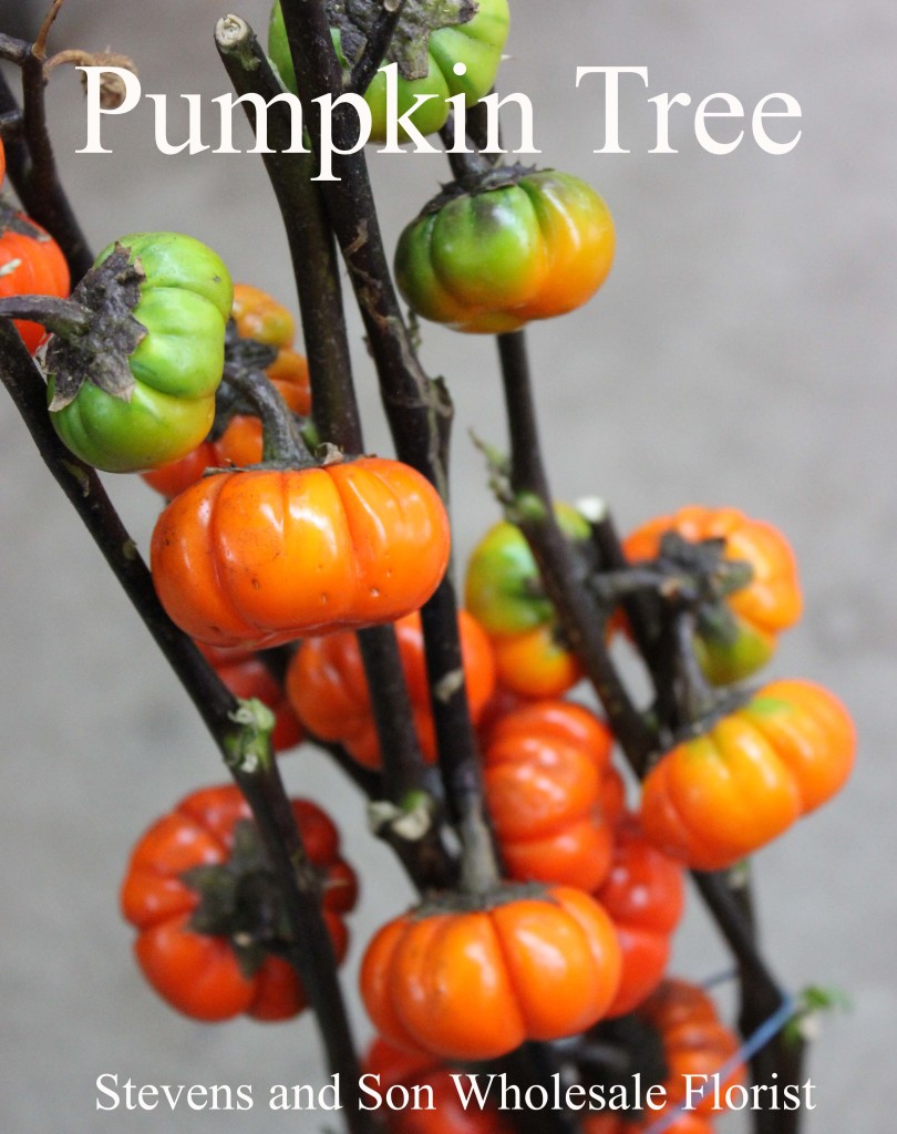 Pumpkin Tree - Photo Credit Allison Linder