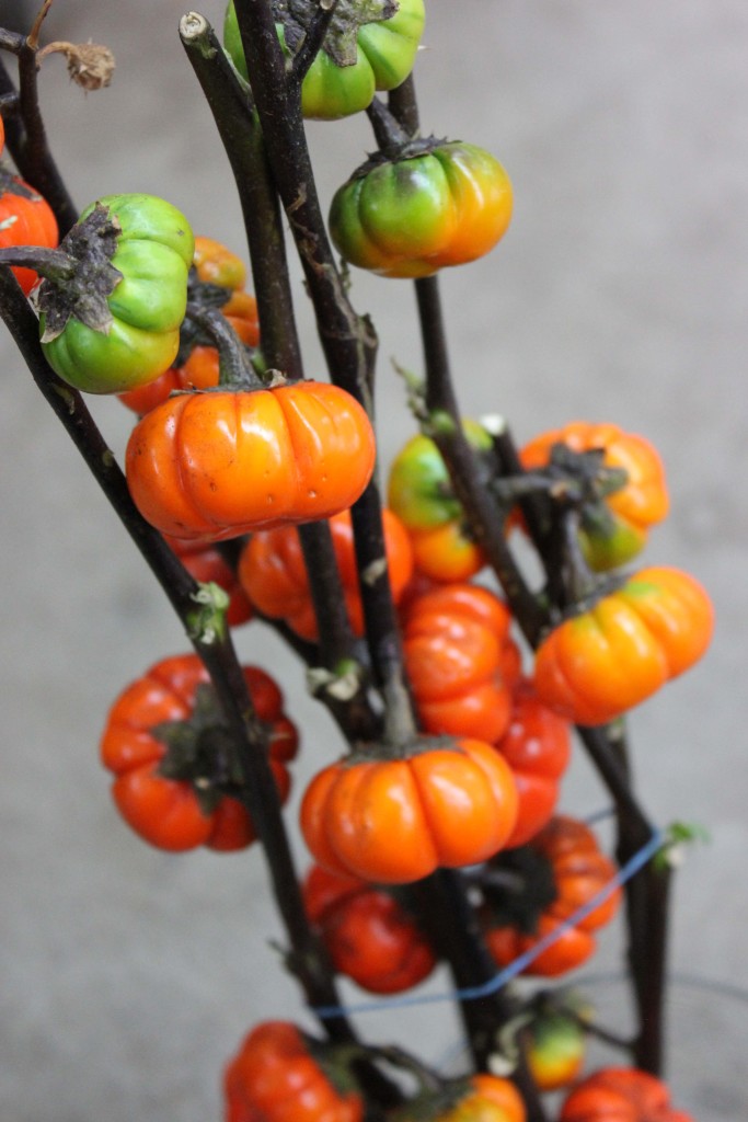 Pumpkin Tree - Side - Photo Credit Allison Linder