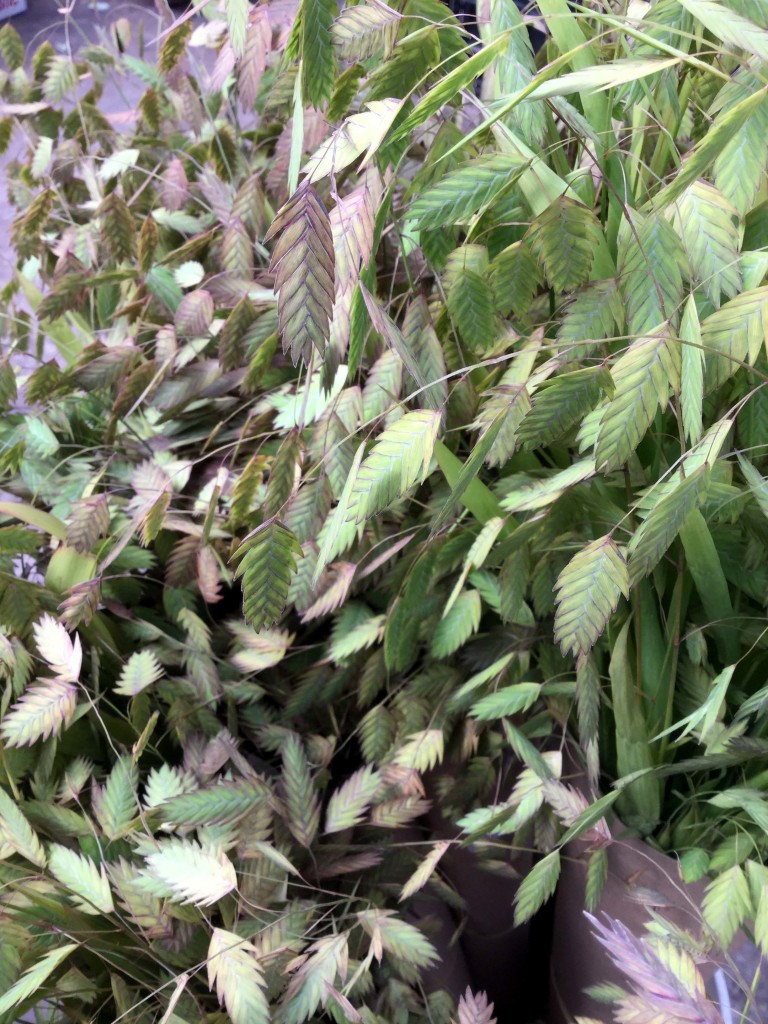 Quaking Oats - Detail - Photo Credit Allison Linder