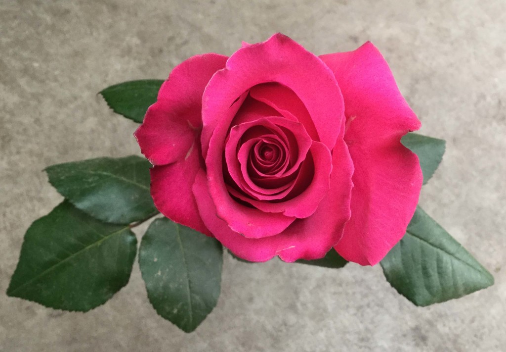 Rainbow Hot Pink - Aerial - Photo Credit Allison Linder