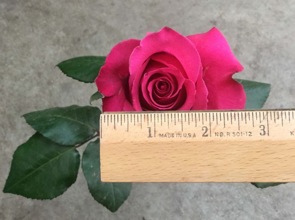 Rainbow Hot Pink - Measured - Photo Credit Allison Linder