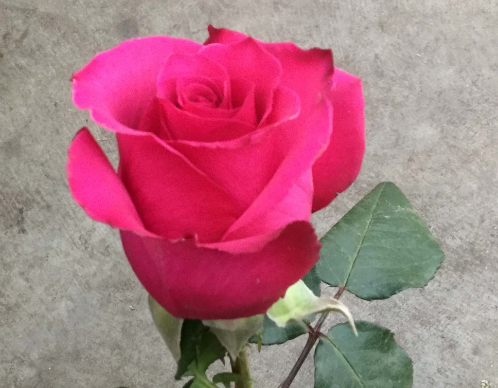 Rainbow Hot Pink - Side - Photo Credit Allison Linder