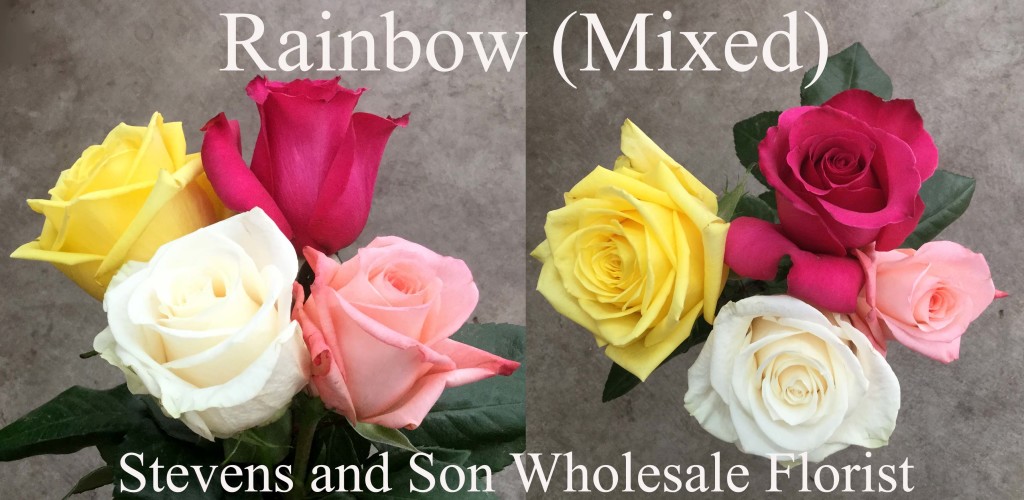 Rainbow (Mixed) - Photo Credit Allison Linder