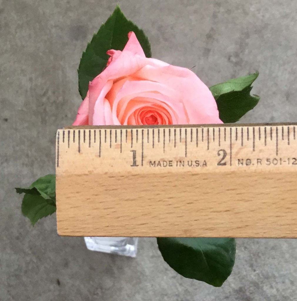 Rainbow Pink - Measured - Photo Credit Allison Linder