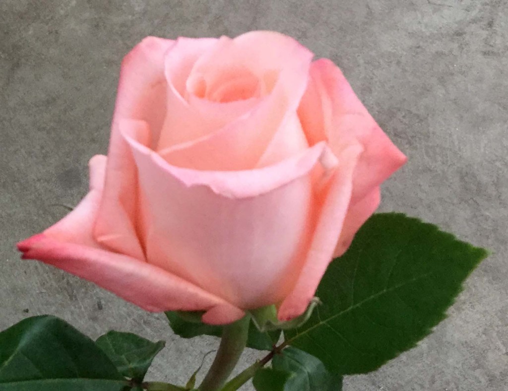 Rainbow Pink - Side - Photo Credit Allison Linder