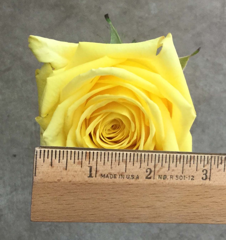 Rainbow Yellow - Measured - Photo Credit Allison Linder