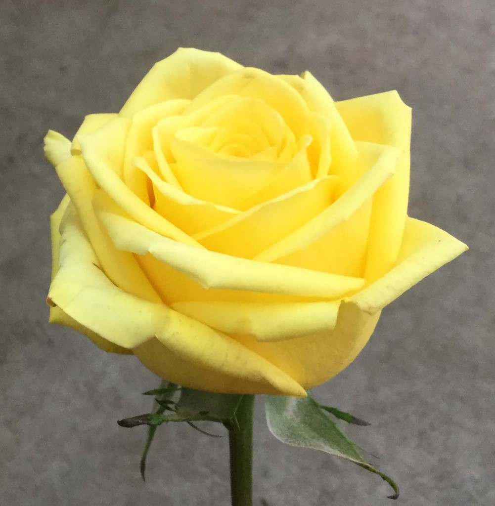 Rainbow Yellow - Side - Photo Credit Allison Linder