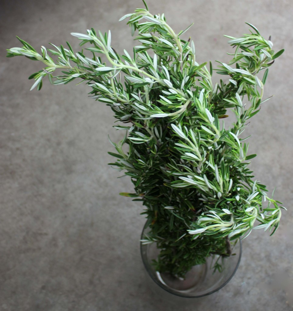 Rosemary- Aerial - Photo Credit Allison Linder