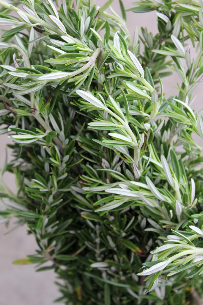 Rosemary - Detail - Photo Credit Allison Linder