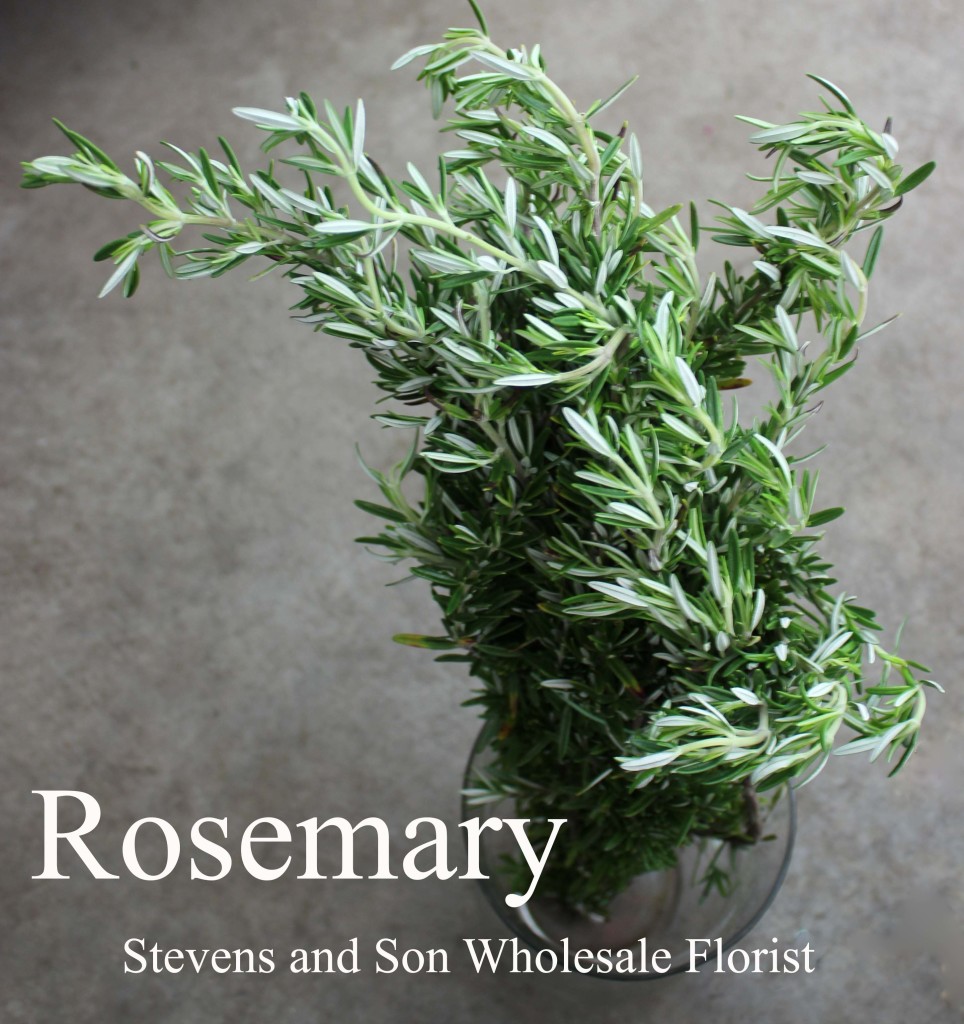 Rosemary - Photo Credit Allison Linder