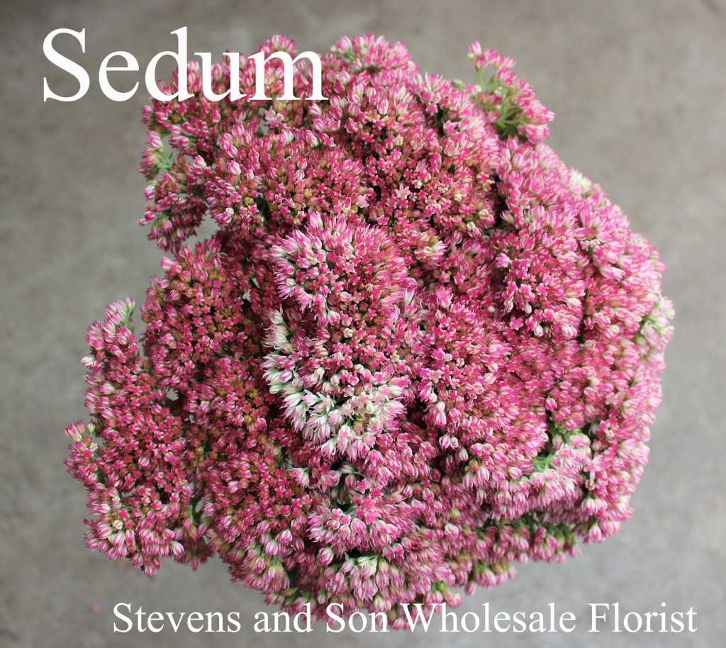 Sedum - Photo Credit Allison Linder