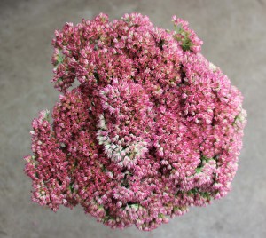 Sedum - Pink - Photo Credit Allison Linder