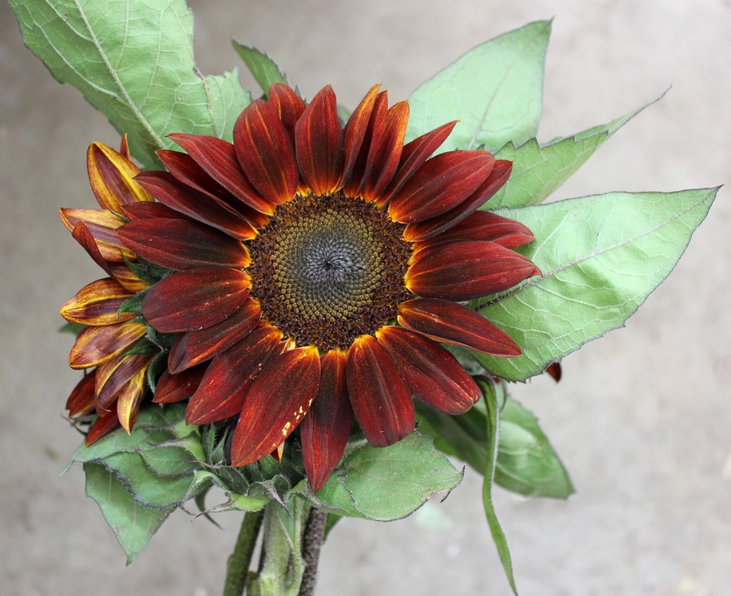 Sunflower - Chocolate - Photo Credit Allison Linder