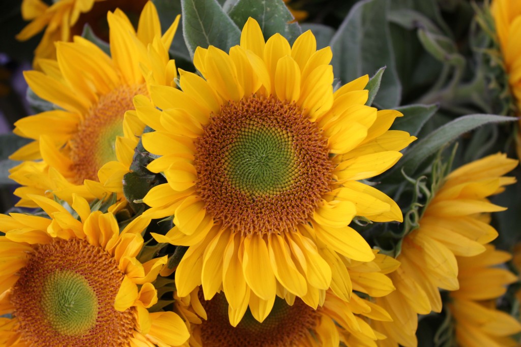 Sunflower - Large Light Eye - Photo Credit Allison Linder